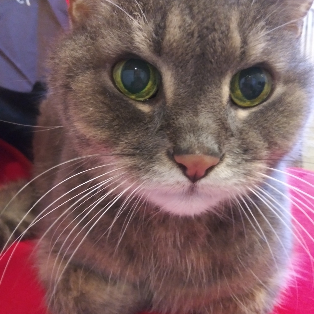 Meet your Posher, Alena